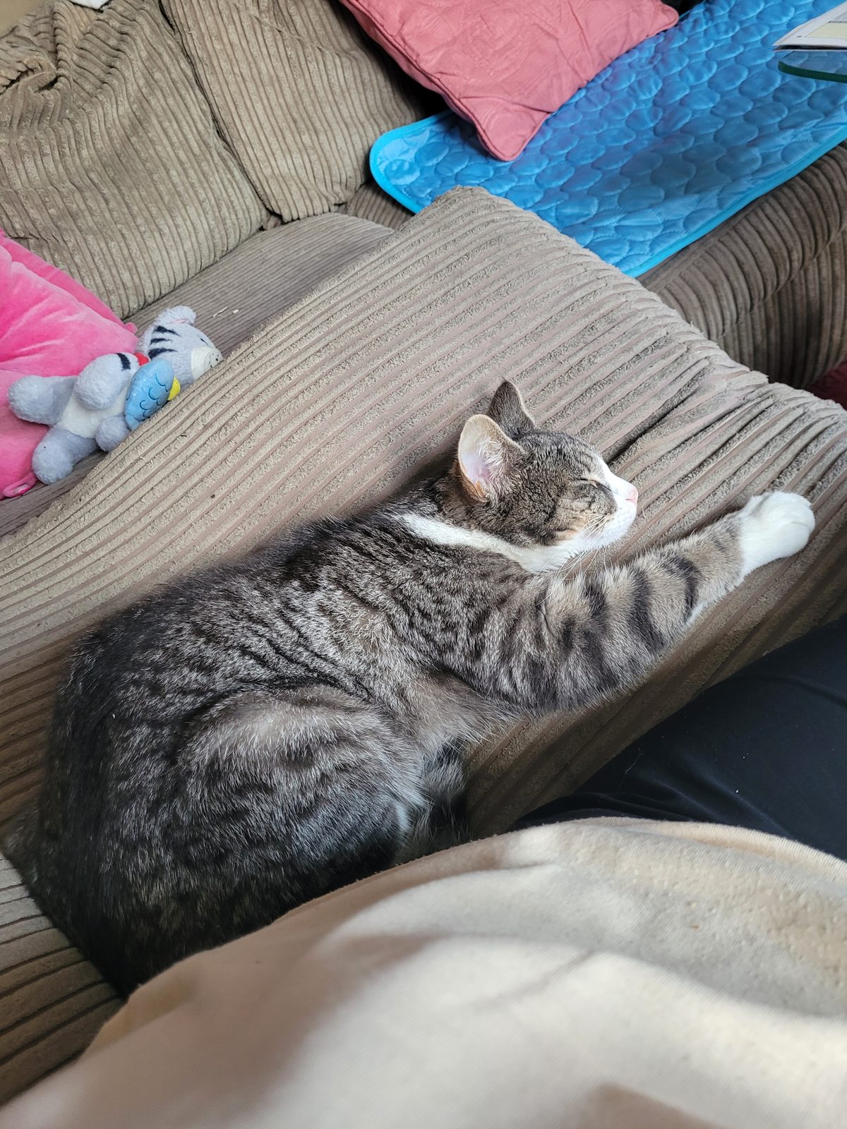 Lost Cat in Sheffield, England — listing photo