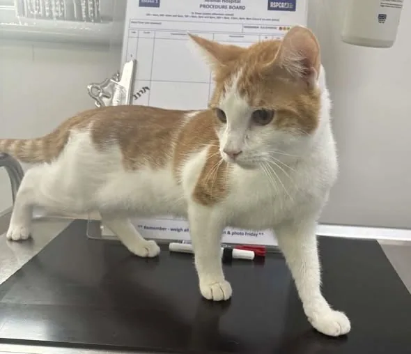 Found Cat in Birmingham, England — listing photo