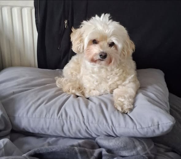 Lost Dog in Newport, Wales — listing photo