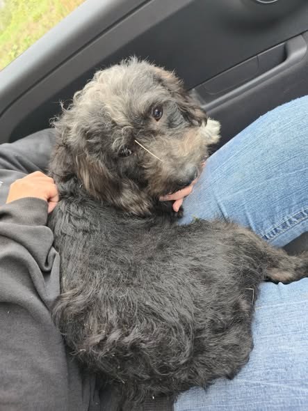 Found Dog in Wakefield, England — listing photo