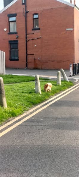 Lost Dog in Manchester, England — listing photo