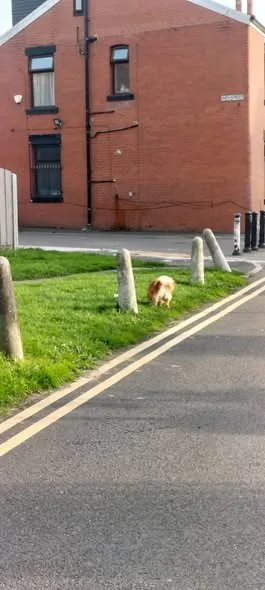 Lost Dog in Manchester, England Lost Dog in Manchester, England — listing photo