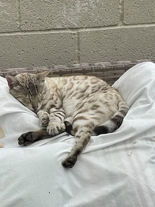 Lost Cat in Swansea, Wales — listing photo