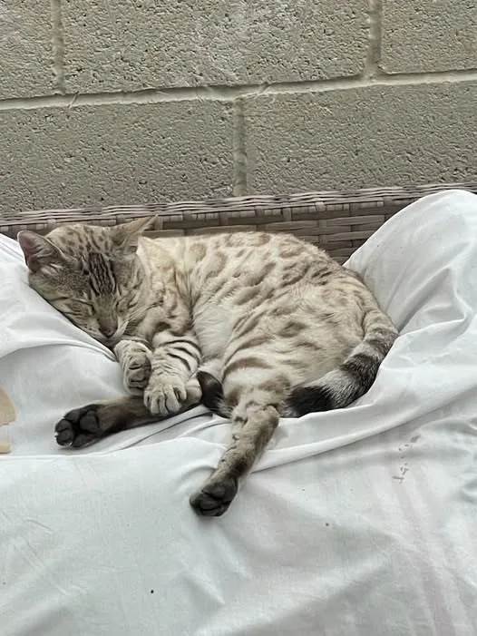 Lost Cat in Swansea, Wales Lost Cat in Swansea, Wales — listing photo