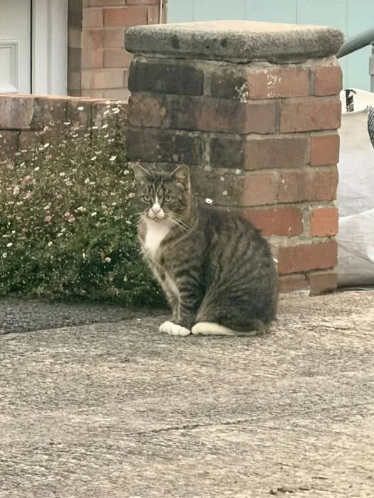 Found Cat in Swansea, Wales Found Cat in Swansea, Wales — listing photo