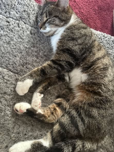 Lost Cat in Arbroath, Scotland — listing photo