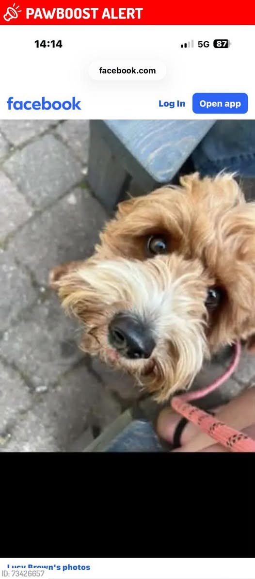 Lost Dog in Ashford, England — listing photo