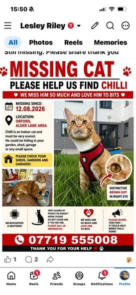 Lost Cat in Warrington, England — listing photo