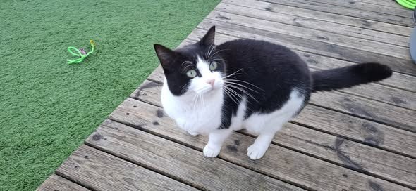 Lost Cat in Blackpool, England — listing photo