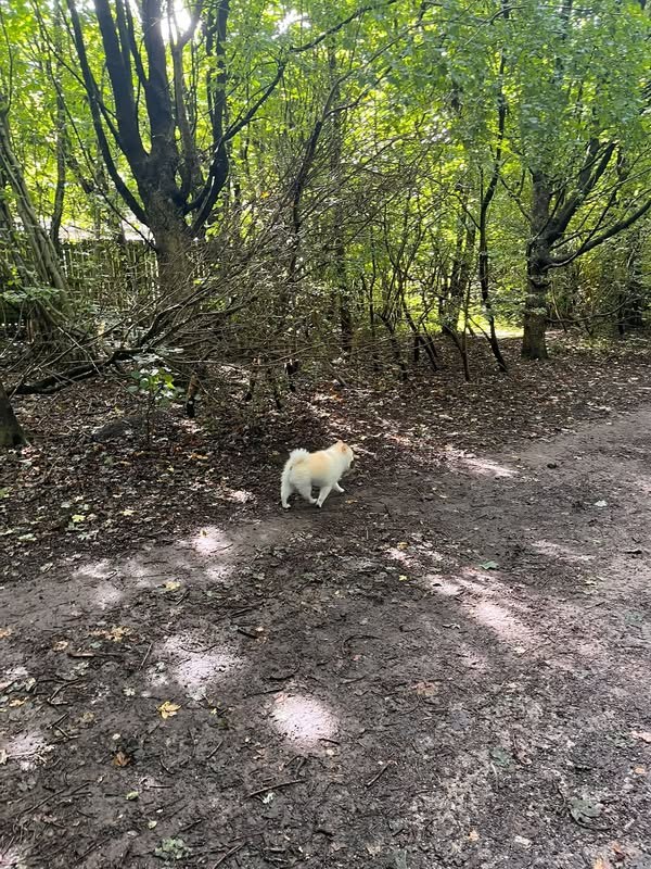 Lost Dog in Leeds, England — listing photo