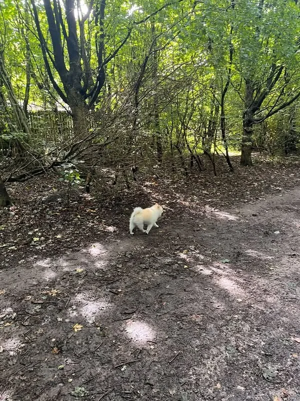 Lost Dog in Leeds, England Lost Dog in Leeds, England — listing photo