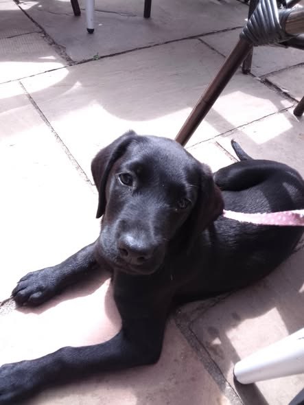 Found Dog in Cambridge, England — listing photo