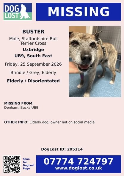 Lost Dog in London, England — listing photo
