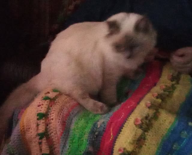 Lost Dog in Lancaster, England — listing photo