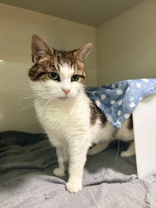 Found Cat in Leeds, England Found Cat in Leeds, England — listing photo