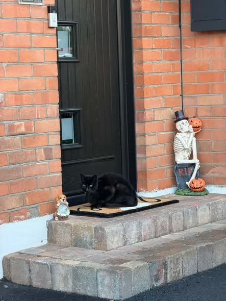 Lost Cat in Belfast, Northern Ireland — listing photo