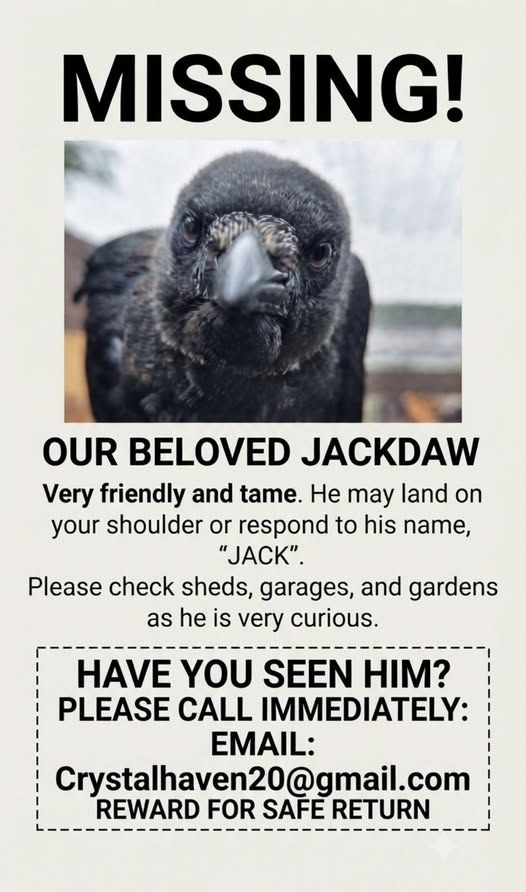 Lost Cat in Middlesbrough, England — listing photo