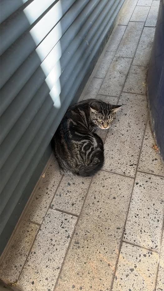Found Cat in London, England — listing photo