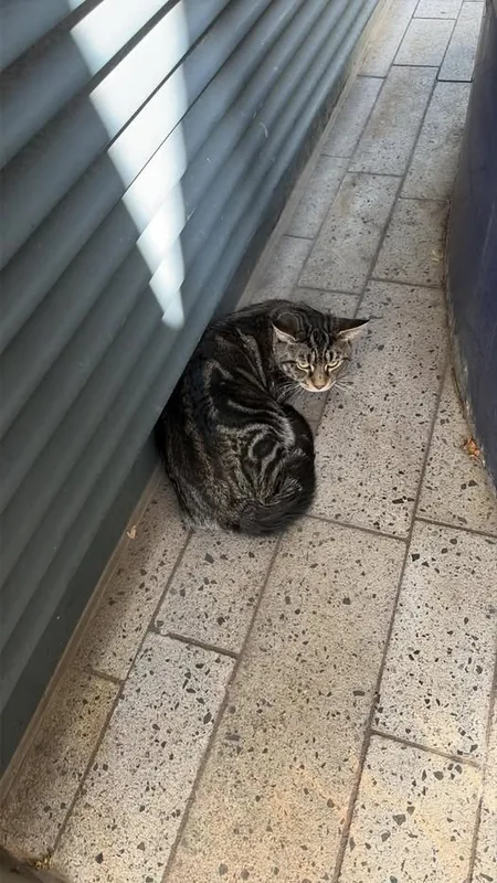 Found Cat in London, England Found Cat in London, England — listing photo