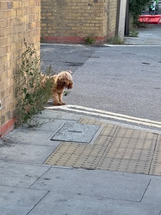 Lost Dog in London, England — listing photo