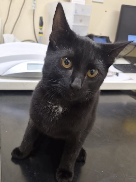 Lost Cat in Milton Keynes, England — listing photo