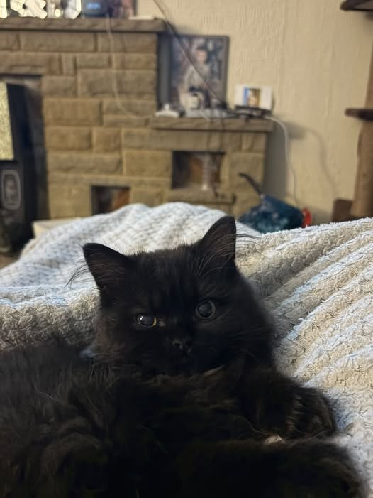 Sighted Cat in Leeds, England — Pet sighting cat in Leeds