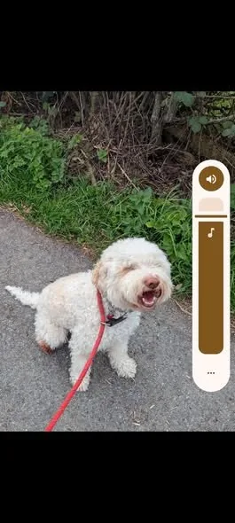 Lost Dog in Birmingham, England — listing photo