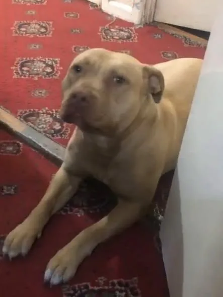 Lost Dog in Birmingham, England — listing photo