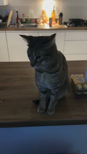 Lost Cat in Milton Keynes, England — listing photo