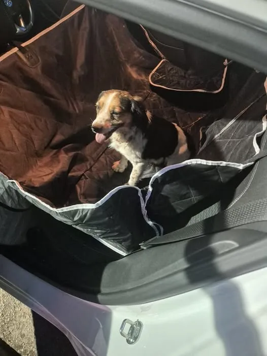 Lost Dog in Milton Keynes, England — listing photo