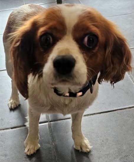Found Dog in High Wycombe, England — listing photo