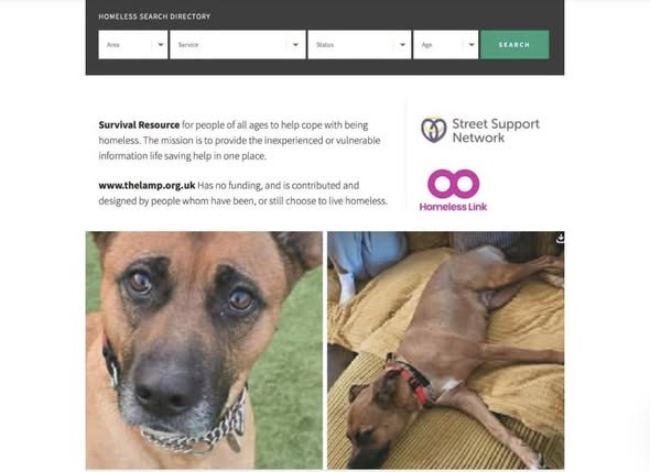Lost Dog in London, England — listing photo
