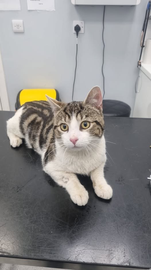 Lost Cat in Leicester, England — listing photo