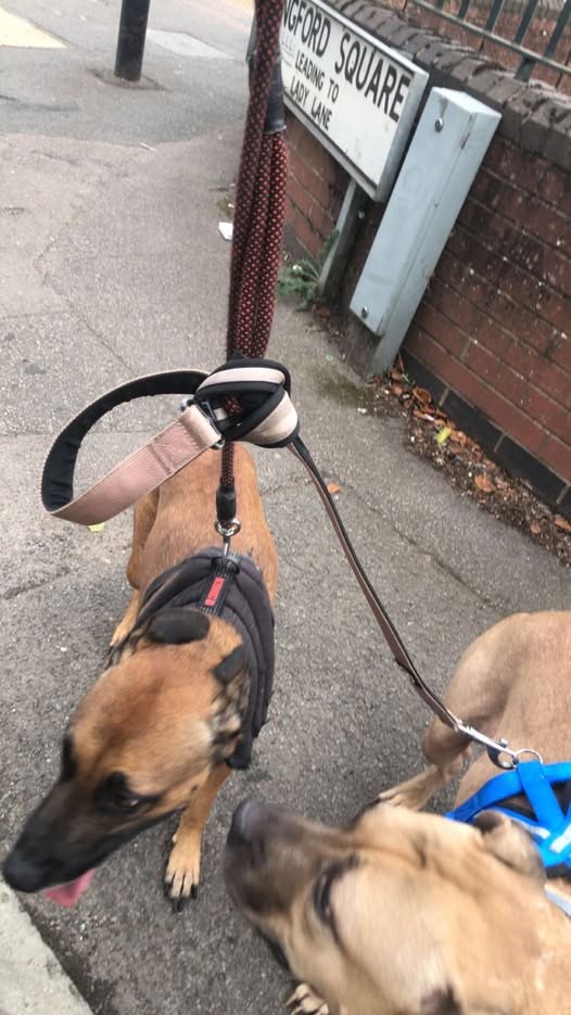 Lost Dog in Coventry, England — listing photo