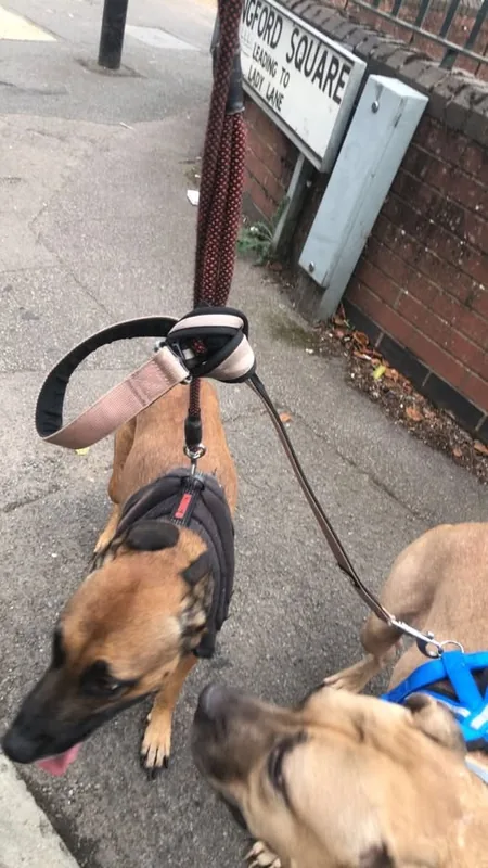 Lost Dog in Coventry, England — listing photo