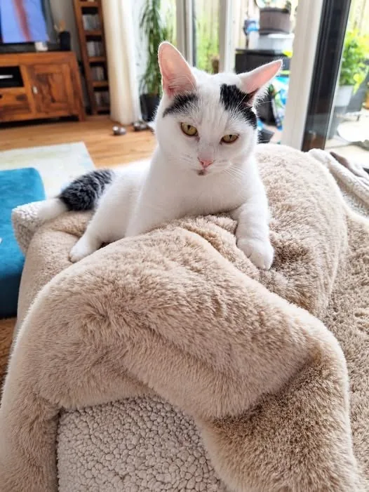 Lost Cat in Manchester, England — listing photo