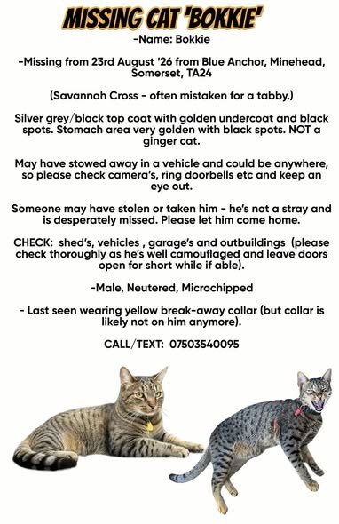 Lost Cat in Milton Keynes, England — listing photo