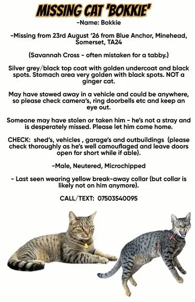 Lost Cat in Milton Keynes, England — listing photo