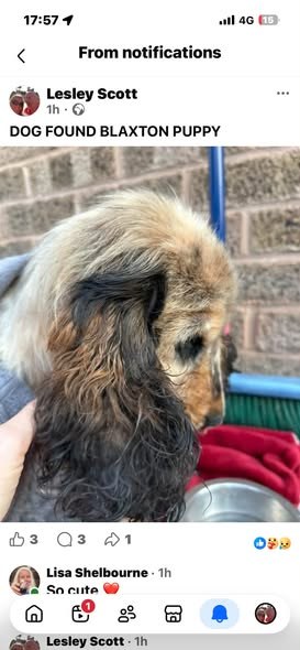 Found Dog in Doncaster, England — listing photo