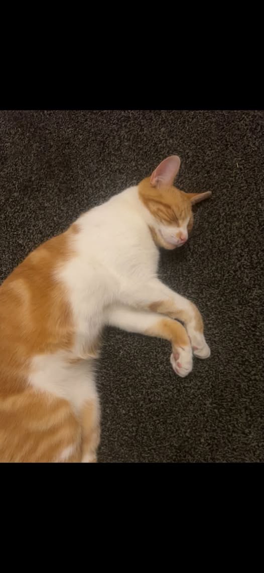 Lost Cat in Oxford, England — listing photo