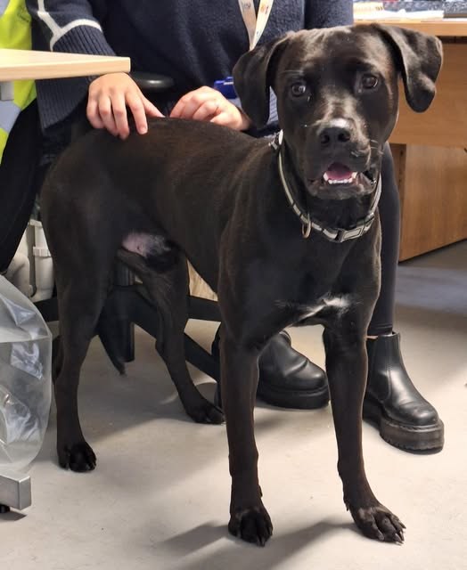 Found Dog in Coventry, England — listing photo