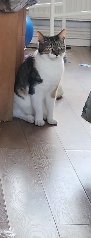 Found Cat in Manchester, England — listing photo
