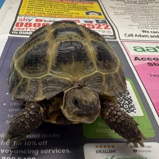 Found Pet in Manchester, England — listing photo