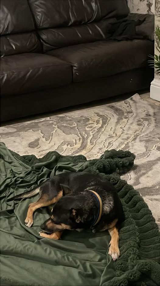 Found Dog in Leeds, England — listing photo