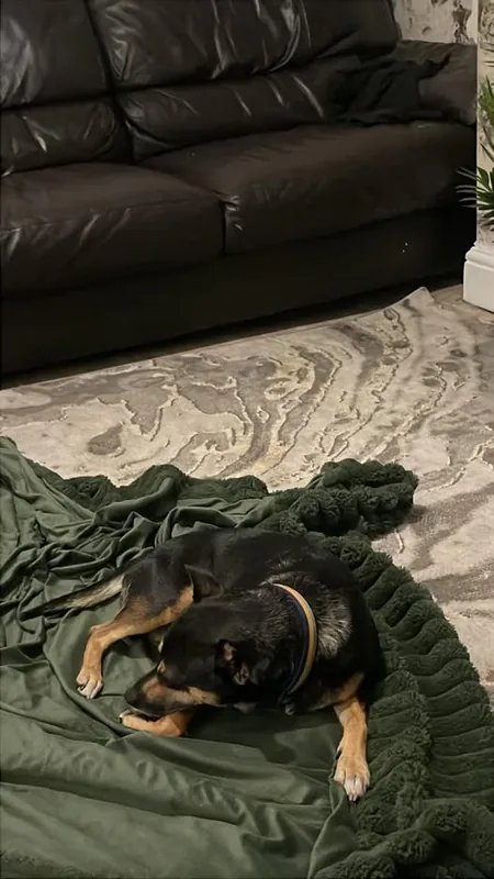 Found Dog in Leeds, England — listing photo