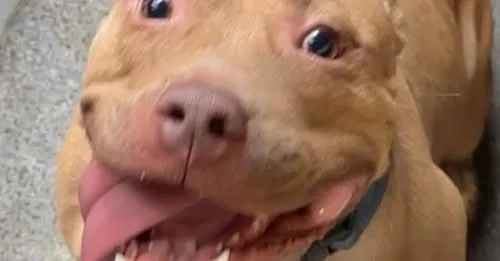 Lost Dog in Birmingham, England — listing photo
