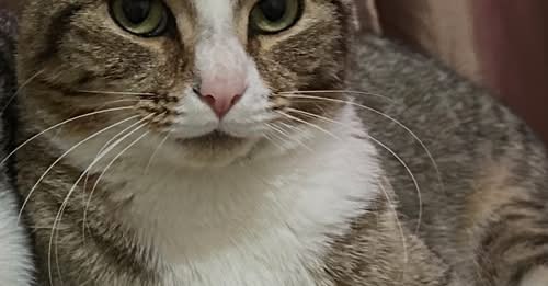 Lost Cat in Southampton, England — listing photo