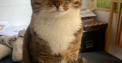 Lost Cat in London, England — listing photo