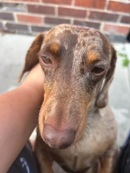 Lost Dog in Manchester, England — listing photo