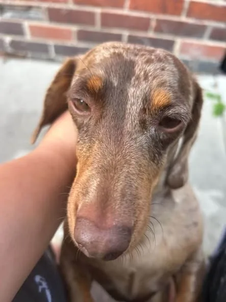 Lost Dog in Manchester, England — listing photo